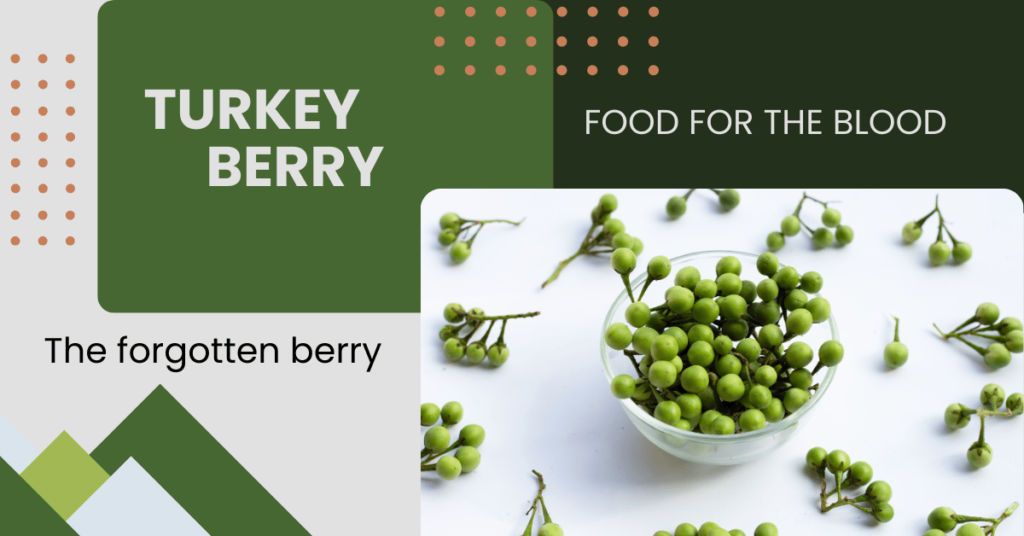 Turkey Berry | 8 Nutritional Benefits And Culinary Uses.